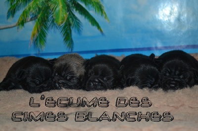 de l'écume des cimes blanches - Photo des baby de FANTA et CALIMERO...