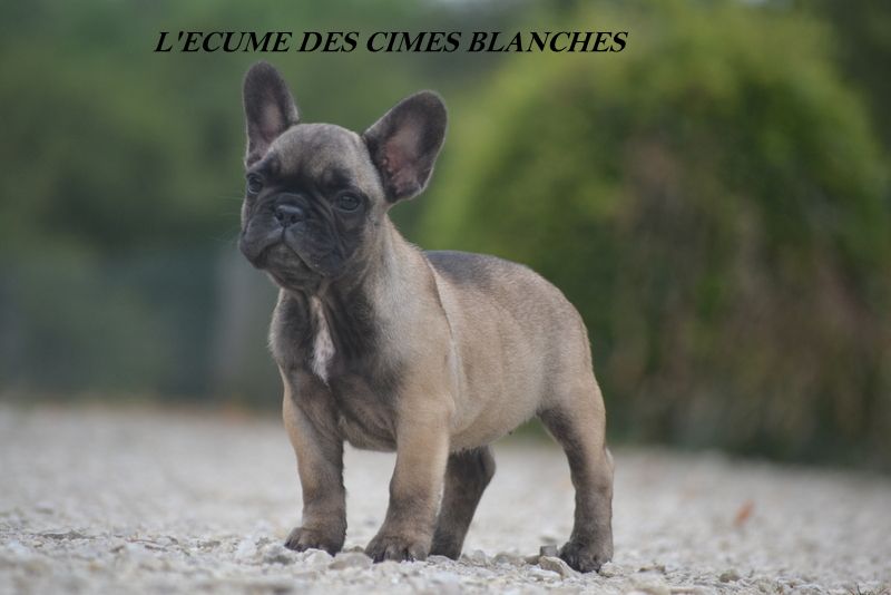 de l'écume des cimes blanches - Baby femelle bouledogue français disponible de suite...