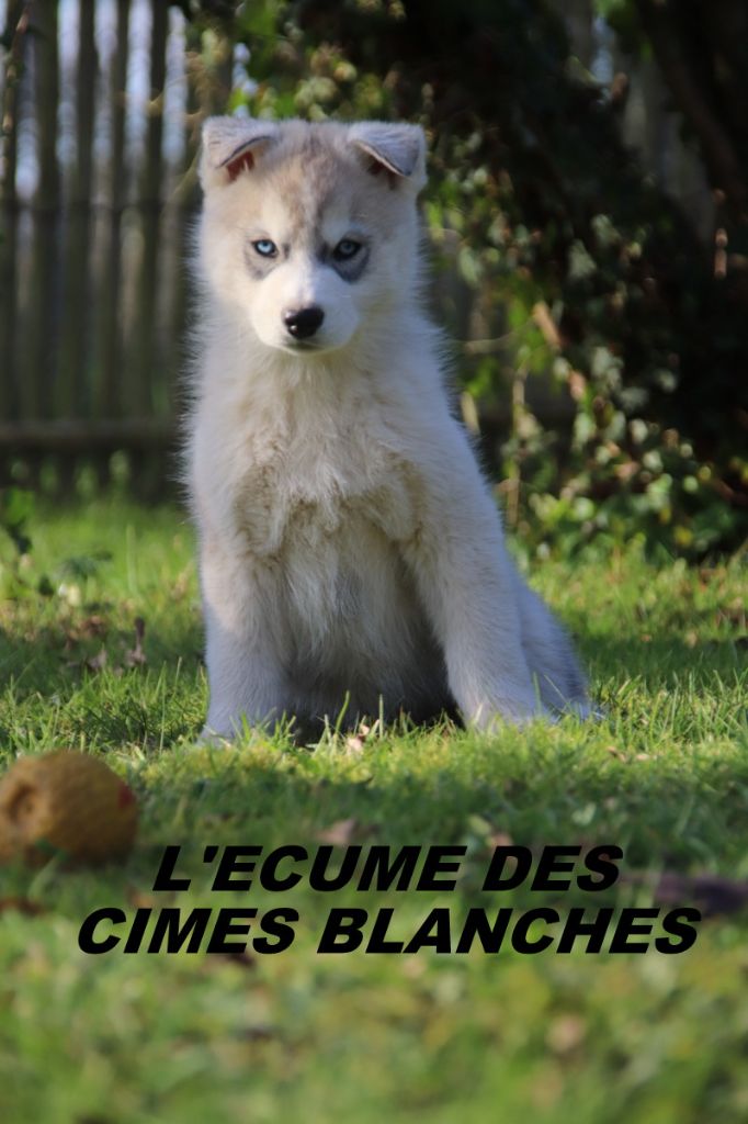 de l'écume des cimes blanches - Chiot disponible  - Siberian Husky