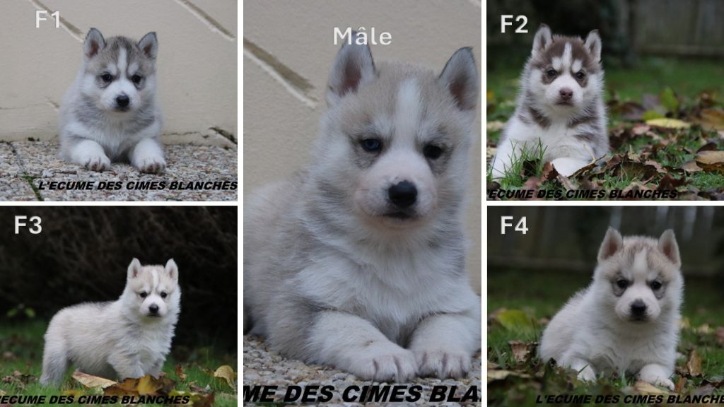 chiot Siberian Husky de l'écume des cimes blanches