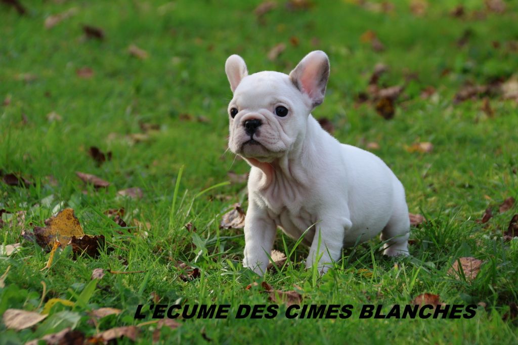 de l'écume des cimes blanches - Chiot disponible  - Bouledogue français