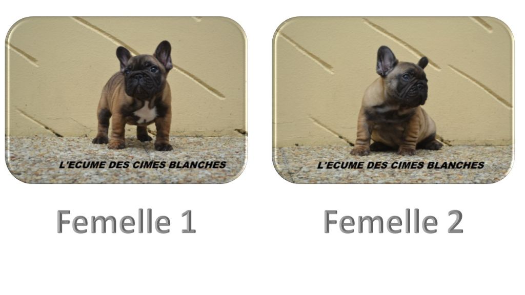 chiot Bouledogue français de l'écume des cimes blanches