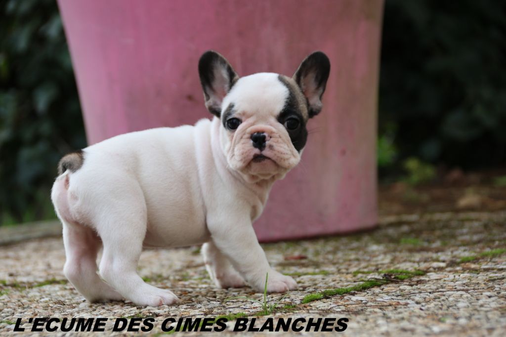 chiot Bouledogue français de l'écume des cimes blanches