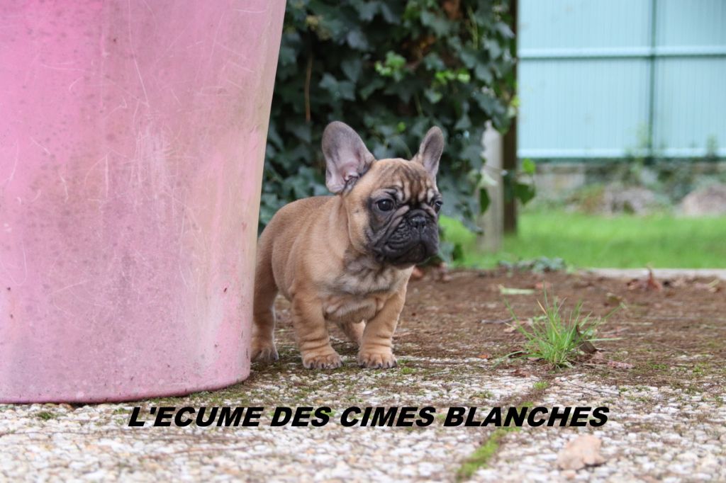 chiot Bouledogue français de l'écume des cimes blanches