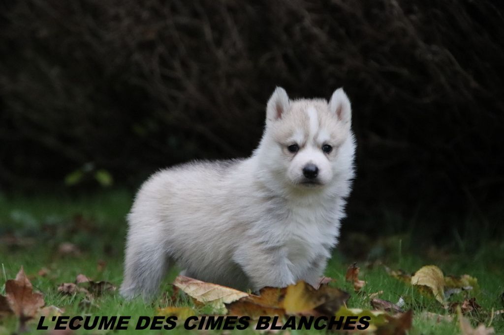 de l'écume des cimes blanches - Chiot disponible  - Siberian Husky