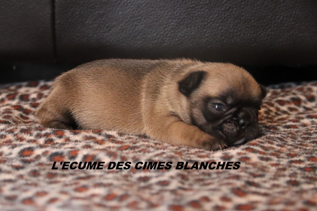 chiot Bouledogue français de l'écume des cimes blanches