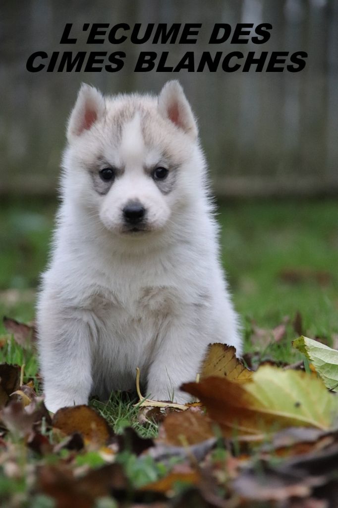 de l'écume des cimes blanches - Chiot disponible  - Siberian Husky