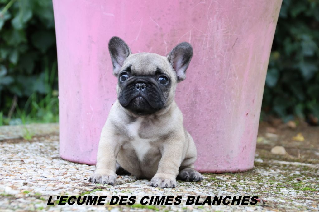 chiot Bouledogue français de l'écume des cimes blanches