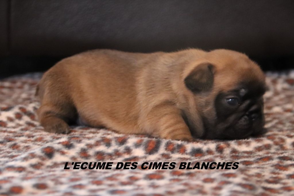 de l'écume des cimes blanches - Chiot disponible  - Bouledogue français