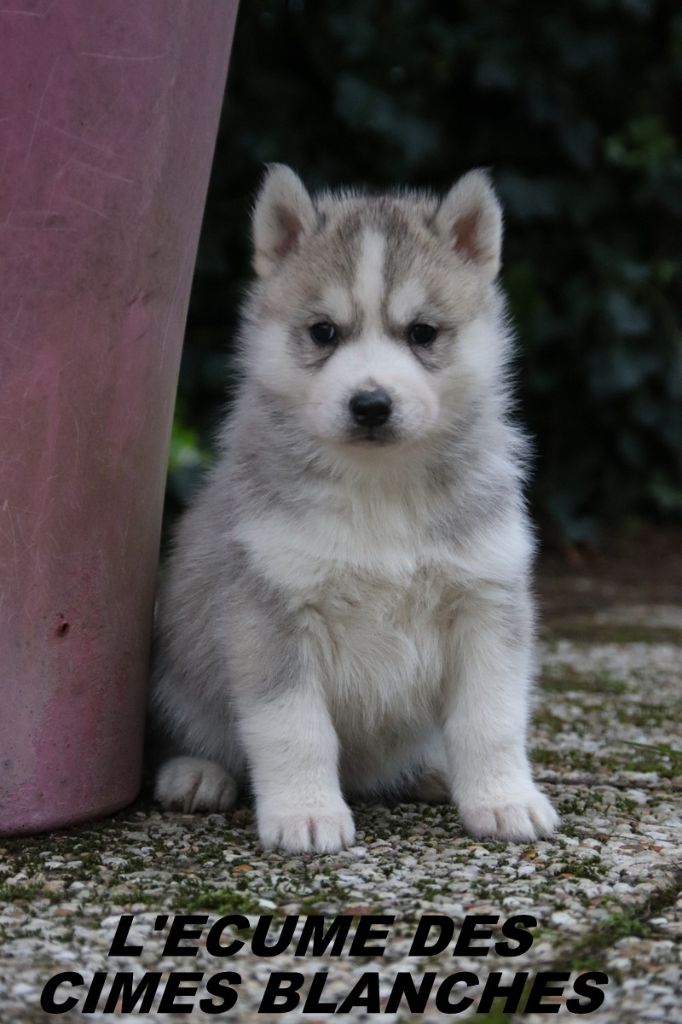 de l'écume des cimes blanches - Chiot disponible  - Siberian Husky