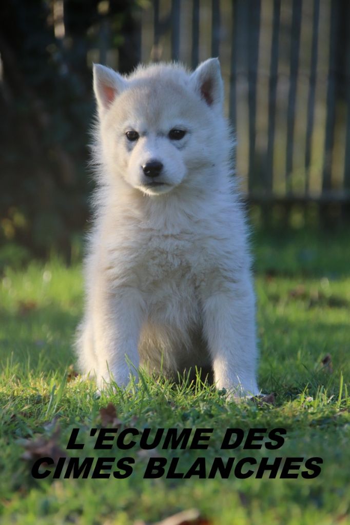 de l'écume des cimes blanches - Chiot disponible  - Siberian Husky