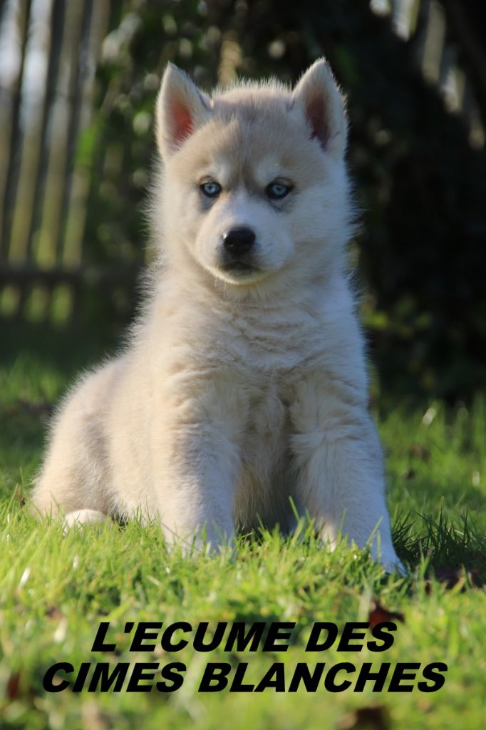 chiot Siberian Husky de l'écume des cimes blanches