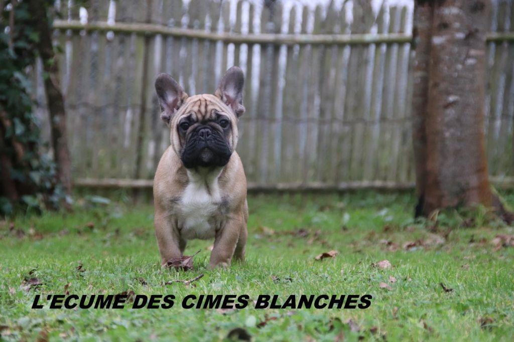 de l'écume des cimes blanches - Chiot disponible  - Bouledogue français