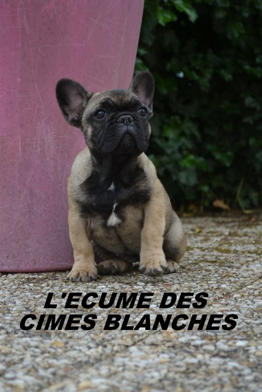 chiot Bouledogue français de l'écume des cimes blanches