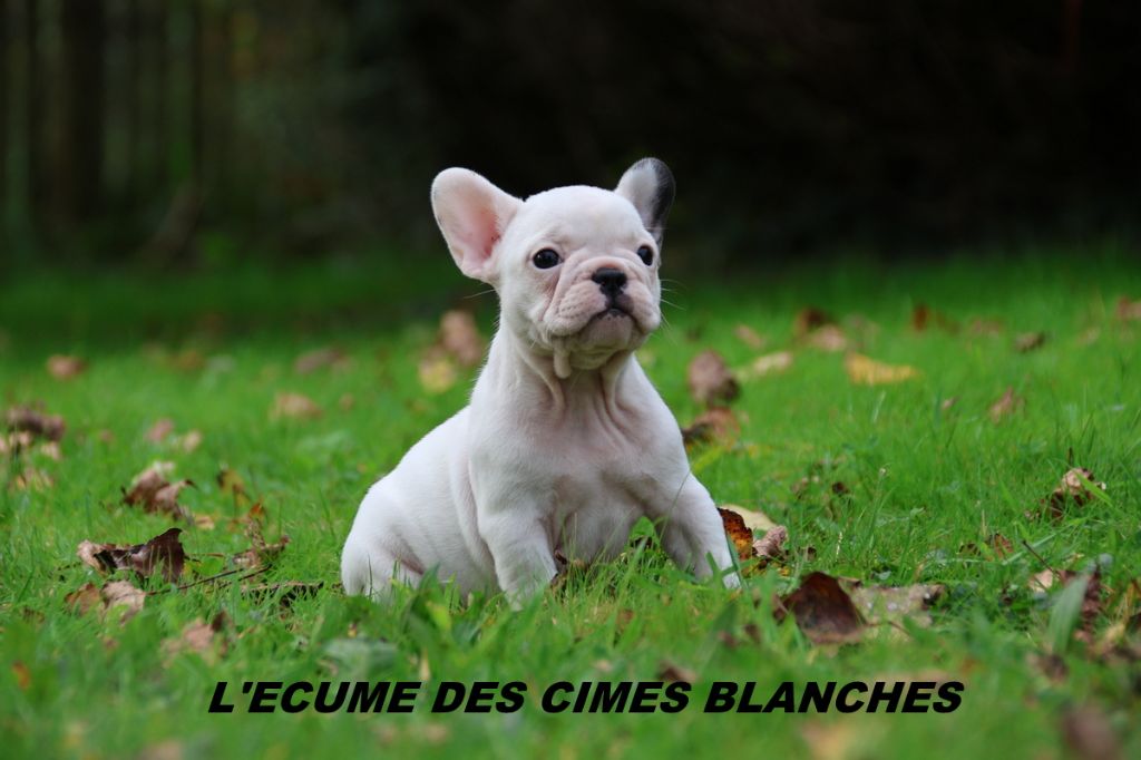 de l'écume des cimes blanches - Chiot disponible  - Bouledogue français