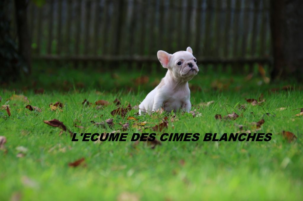 de l'écume des cimes blanches - Chiot disponible  - Bouledogue français