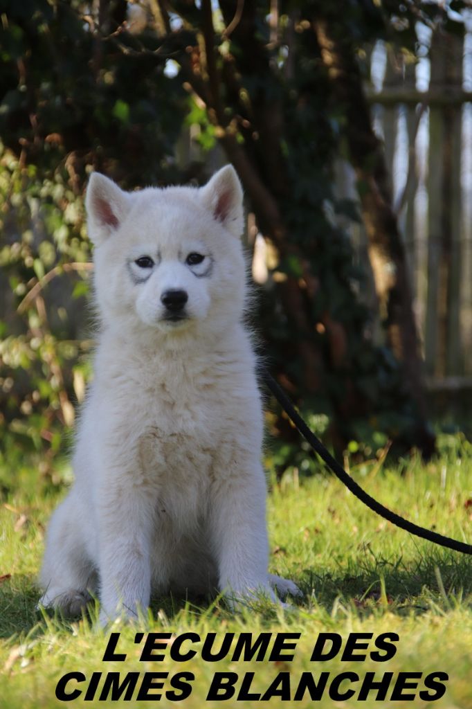 de l'écume des cimes blanches - Chiot disponible  - Siberian Husky