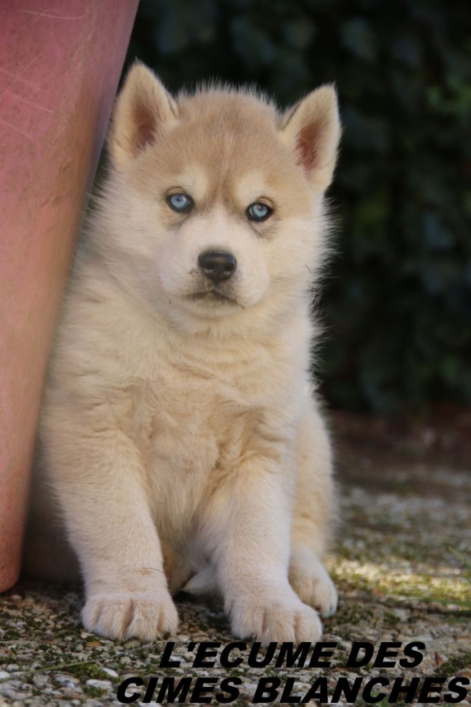 de l'écume des cimes blanches - Chiot disponible  - Siberian Husky