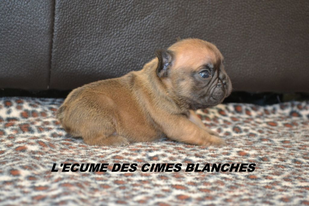 de l'écume des cimes blanches - Chiot disponible  - Bouledogue français