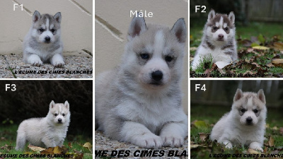 de l'écume des cimes blanches - Siberian Husky - Portée née le 28/10/2024