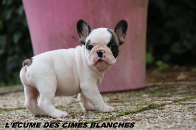 de l'écume des cimes blanches - Bouledogue français - Portée née le 22/08/2024