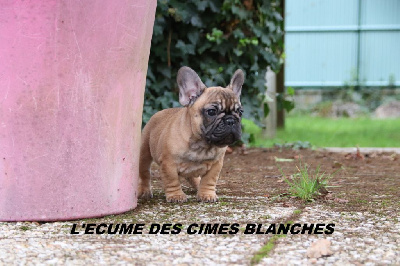 de l'écume des cimes blanches - Bouledogue français - Portée née le 26/08/2024