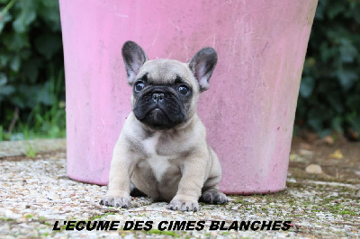 de l'écume des cimes blanches - Bouledogue français - Portée née le 28/08/2024