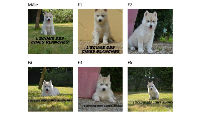 de l'écume des cimes blanches - Siberian Husky - Portée née le 16/05/2024