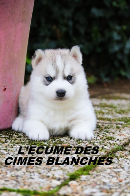 CHIOT 1