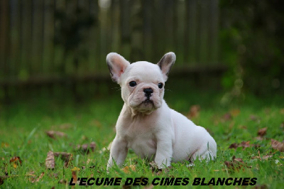 CHIOT 1