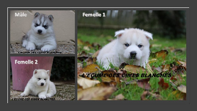 de l'écume des cimes blanches - Siberian Husky - Portée née le 12/11/2024