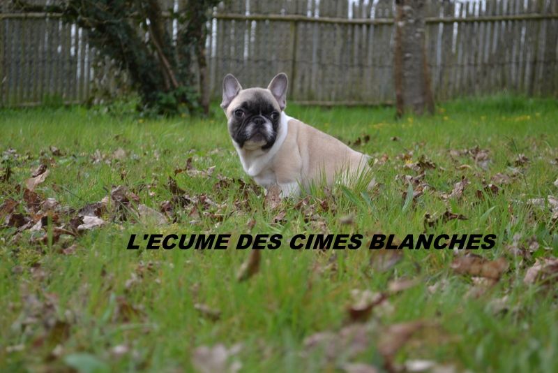 chiot Bouledogue français de l'écume des cimes blanches