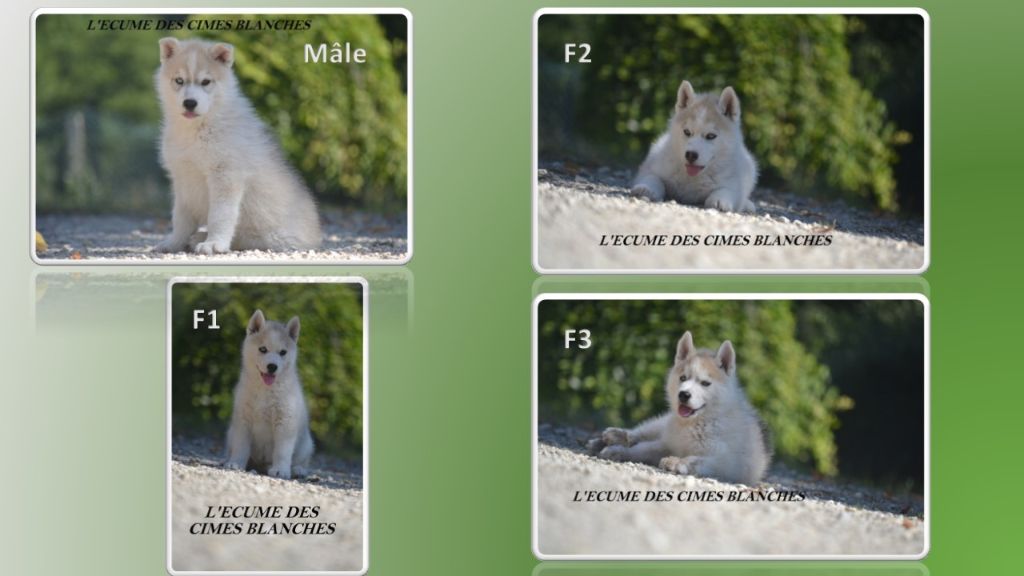 chiot Siberian Husky de l'écume des cimes blanches