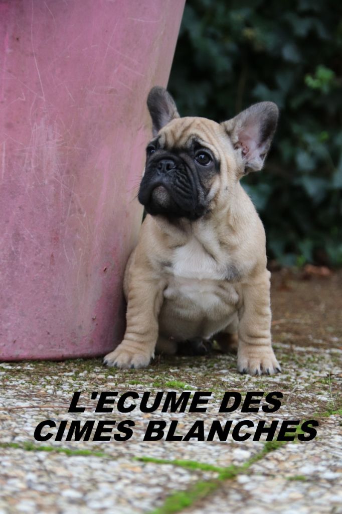 chiot Bouledogue français de l'écume des cimes blanches