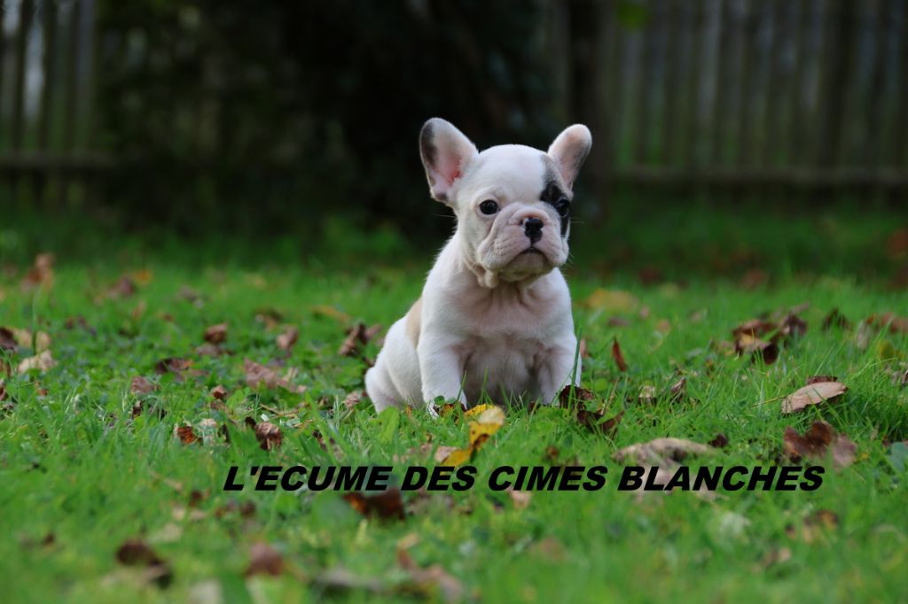 de l'écume des cimes blanches - Chiot disponible  - Bouledogue français