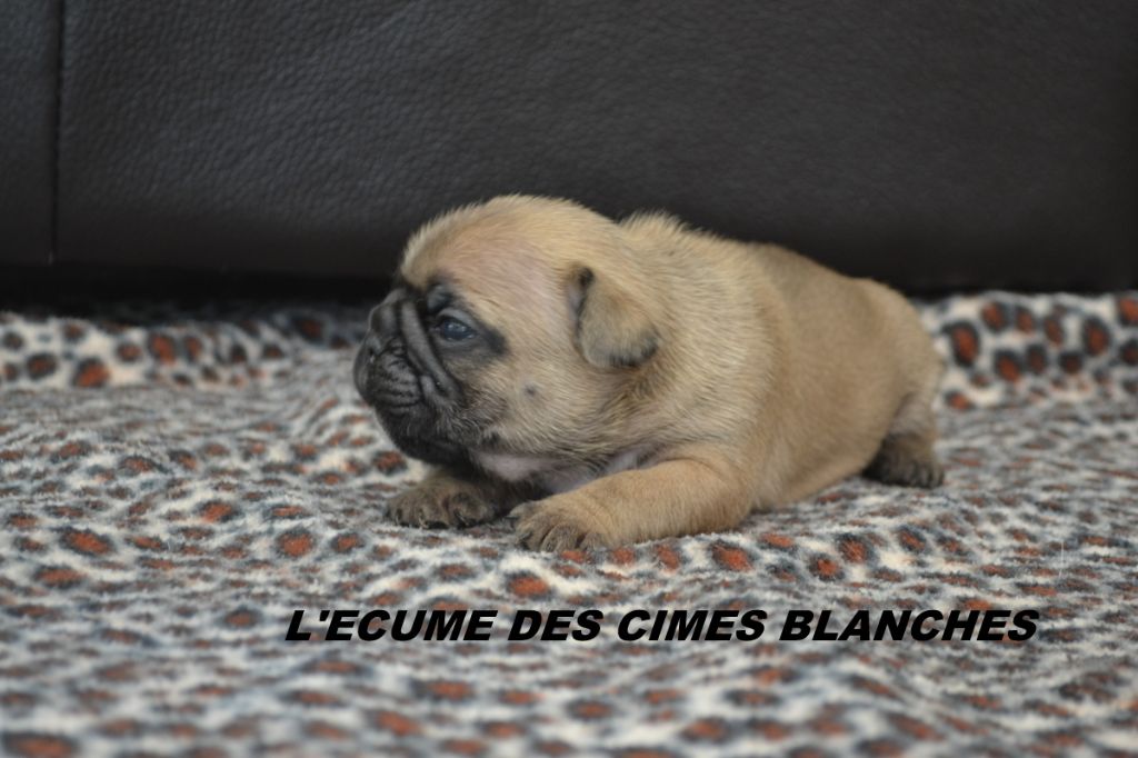 de l'écume des cimes blanches - Chiot disponible  - Bouledogue français