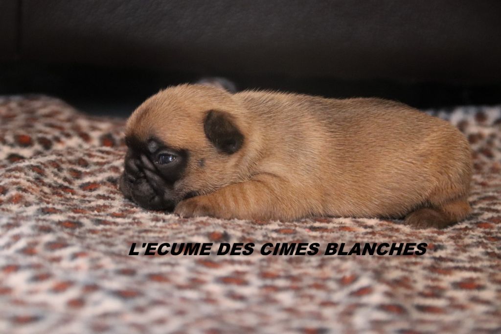 de l'écume des cimes blanches - Chiot disponible  - Bouledogue français