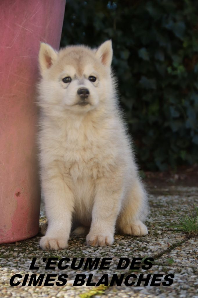 de l'écume des cimes blanches - Chiot disponible  - Siberian Husky