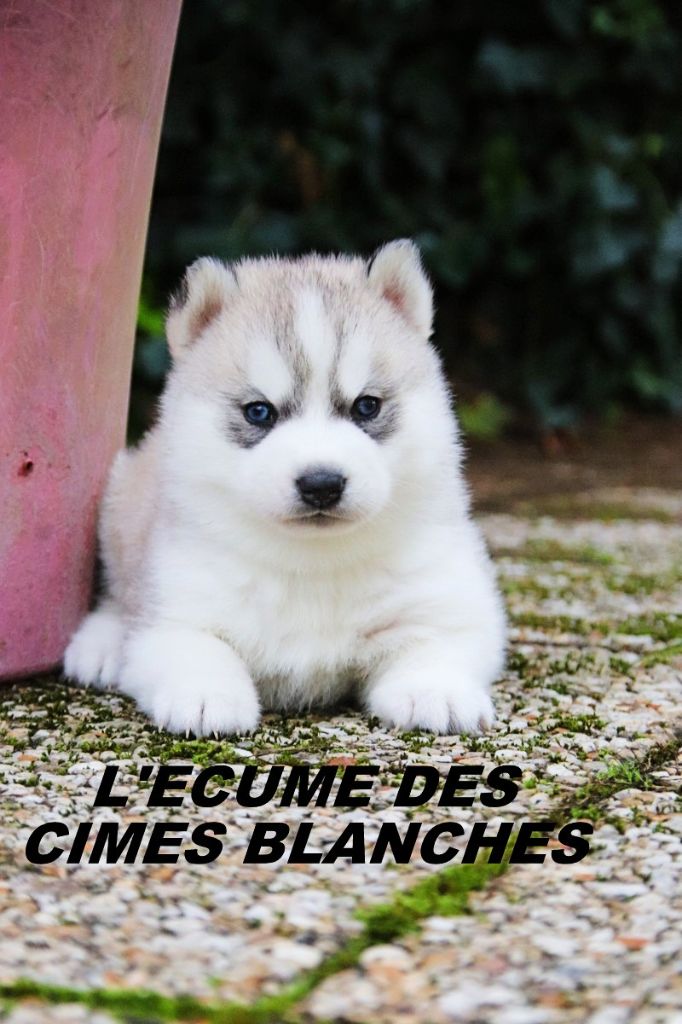 de l'écume des cimes blanches - Chiot disponible  - Siberian Husky