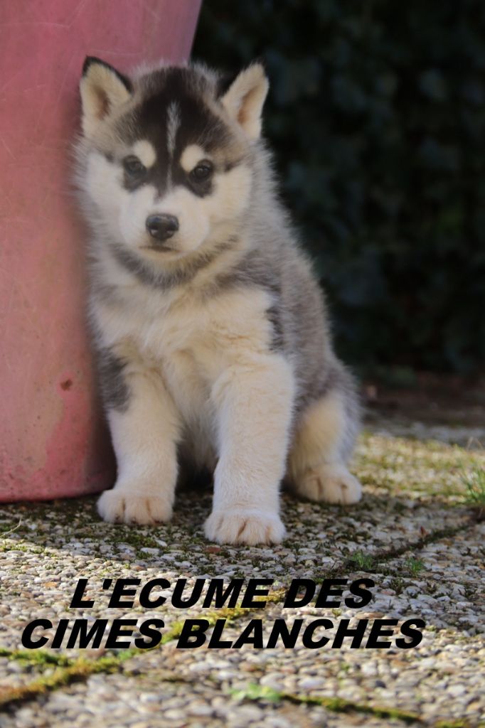 de l'écume des cimes blanches - Chiot disponible  - Siberian Husky