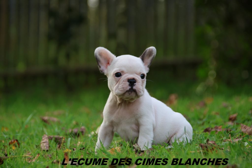 de l'écume des cimes blanches - Chiot disponible  - Bouledogue français