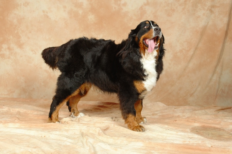 CH. Sacha d'une nuit d'ete