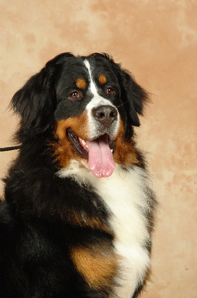 CH. Arkos de l'écume des cimes blanches