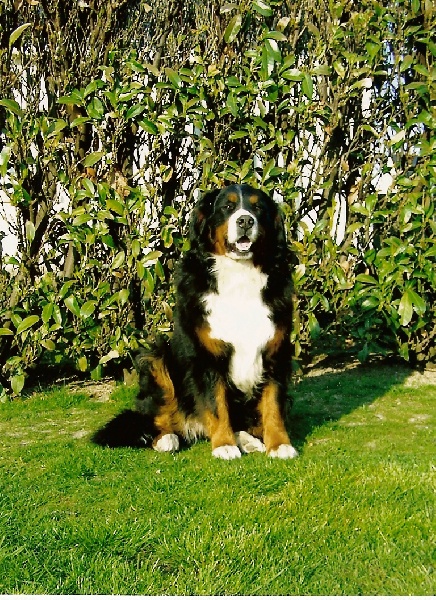 Pheeling Du ruisseau ensoleille