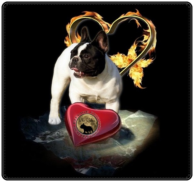 Figaro de l'écume des cimes blanches