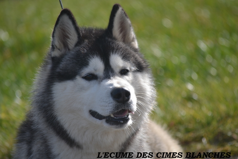 I'yuriy de l'écume des cimes blanches
