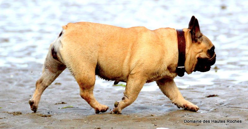 CH. Cheyenne de l'écume des cimes blanches