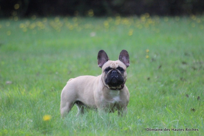 Haïdi de l'écume des cimes blanches