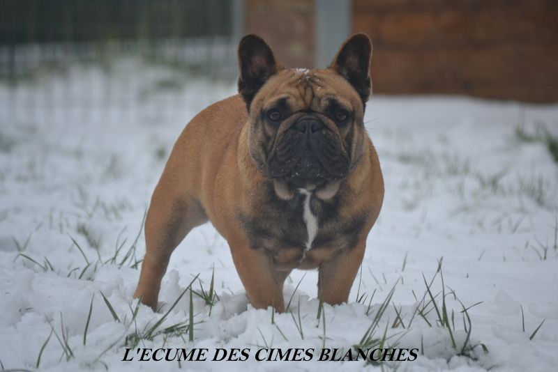 Ni oui ni non de la Croix d'Atal