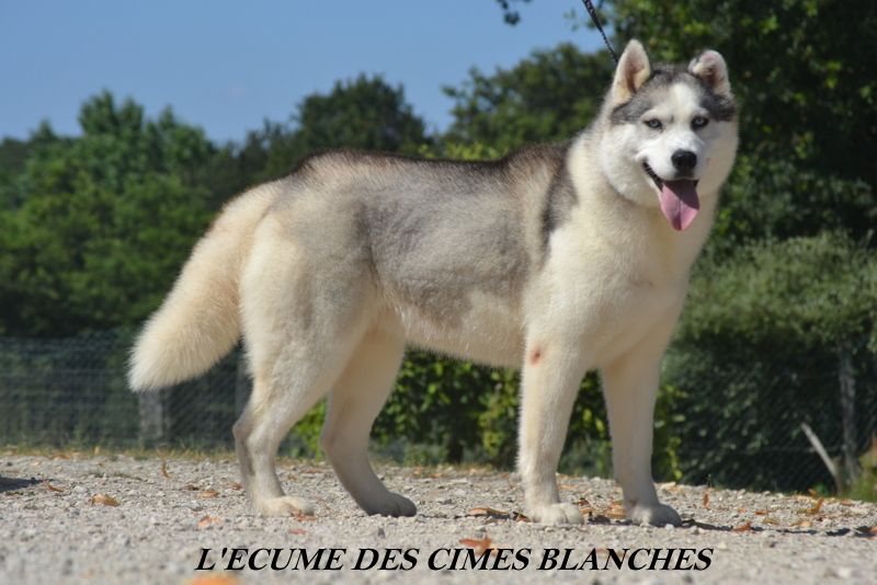 Latika de l'écume des cimes blanches